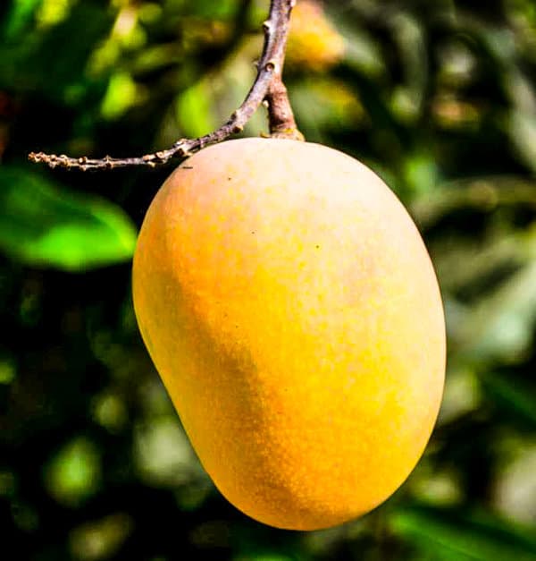 Mangoes