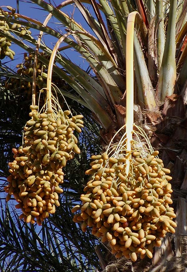 Dates